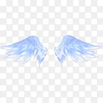 翅膀-空若网 翅膀-空若网