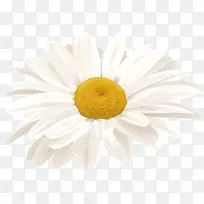 白色菊花-空若网 白色菊花-空若网