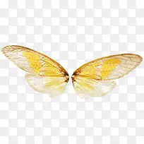 蝴蝶翅膀-空若网 蝴蝶翅膀-空若网