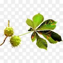 ÇïÌìµÄ¹ûʵ-¿ÕÈôÍø ÇïÌìµÄ¹ûʵ-¿ÕÈôÍø