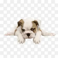 狗狗-空若网 狗狗-空若网