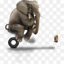 大象冥想-空若网 大象冥想-空若网