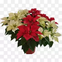 切花一品红植物花卉设计-空若网 切花一品红植物花卉设计-空若网