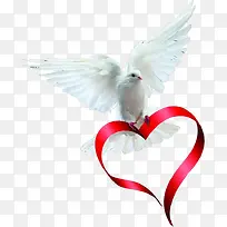 �׸��ɫ��������-������