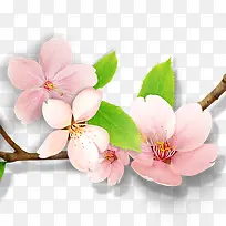 装饰杏花素材-空若网 装饰杏花素材-空若网