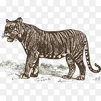 老虎-空若网 老虎-空若网