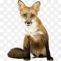 可爱的狐狸-空若网 可爱的狐狸-空若网