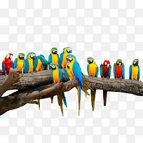 ��ͨ����԰��֦�������-������