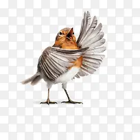 张嘴的小鸟-空若网 张嘴的小鸟-空若网