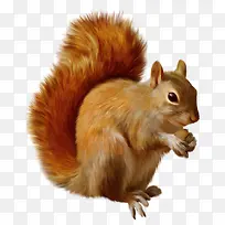 高清摄影立绘栩栩如生的小松鼠-空若网 高清摄影立绘栩栩如生的小松鼠-空若网