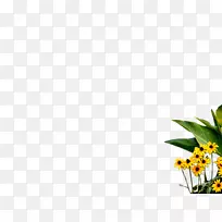 博客花WordPress.com-完美-空若网 博客花WordPress.com-完美-空若网