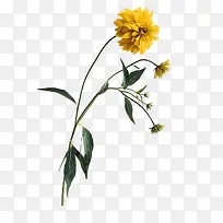 花卉图案素材花草插画-空若网 花卉图案素材花草插画-空若网