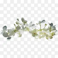 水彩花草素材花卉插画-空若网 水彩花草素材花卉插画-空若网