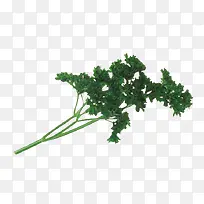 一颗香菜-空若网 一颗香菜-空若网