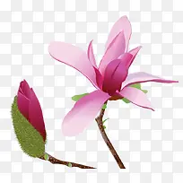 �ֻ�ˮ�ʲ廭����ľ����-������