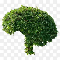 树-空若网 树-空若网