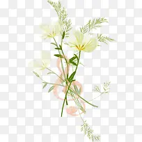 白色透明花瓣-空若网 白色透明花瓣-空若网