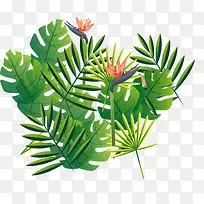 开花的芭蕉叶-空若网 开花的芭蕉叶-空若网