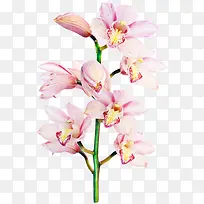 国画花卉素材手绘装饰素材-空若网 国画花卉素材手绘装饰素材-空若网