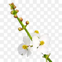 白色慈姑花-空若网 白色慈姑花-空若网