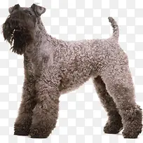 可爱卷毛狗动物宠物-空若网 可爱卷毛狗动物宠物-空若网