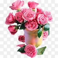 一盆玫瑰花-空若网 一盆玫瑰花-空若网