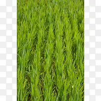 植物背景-空若网 植物背景-空若网