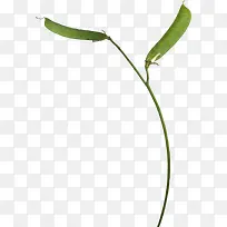 树枝蚕豆-空若网 树枝蚕豆-空若网