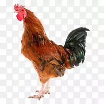 西弗罗里达鸡-空若网 西弗罗里达鸡-空若网