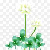 白色百合花-空若网 白色百合花-空若网