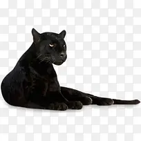 黑色豹子-空若网 黑色豹子-空若网