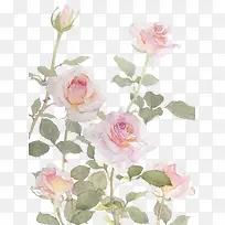 手绘月季花-空若网 手绘月季花-空若网