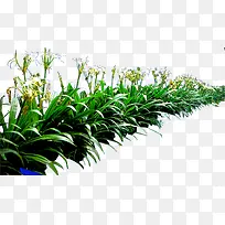 高清摄影创意绿色植物兰草-空若网 高清摄影创意绿色植物兰草-空若网