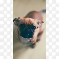 高清可爱小狗壁纸-空若网 高清可爱小狗壁纸-空若网