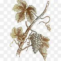 矢量手绘葡萄-空若网 矢量手绘葡萄-空若网