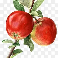 葡萄树枝-空若网 葡萄树枝-空若网