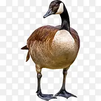 水母鸭-空若网 水母鸭-空若网