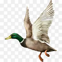 ��ͨˮĸѼ-������