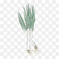 大葱-空若网 大葱-空若网