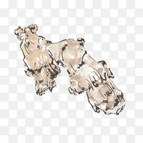 手绘生姜-空若网 手绘生姜-空若网