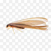 一只有翅膀的蚂蚁图片素材-空若网 一只有翅膀的蚂蚁图片素材-空若网