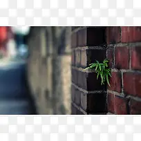 ��Ӱ�ز�ֲ��ǽ������-������