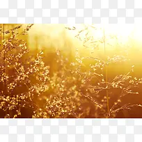 ÃÀÀöµÄ²Ý-¿ÕÈôÍø ÃÀÀöµÄ²Ý-¿ÕÈôÍø