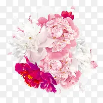 彩色花卉-空若网 彩色花卉-空若网