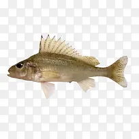 食用草鱼-空若网 食用草鱼-空若网