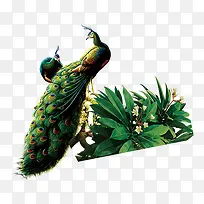 漂亮的孔雀-空若网 漂亮的孔雀-空若网