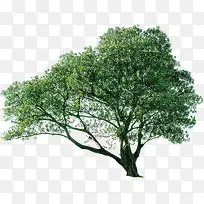 大树-空若网 大树-空若网