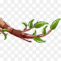 绿叶树枝-空若网 绿叶树枝-空若网