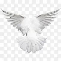 白鸽羽毛洁白翅膀-空若网 白鸽羽毛洁白翅膀-空若网