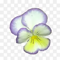 蓝白色兰花花朵-空若网 蓝白色兰花花朵-空若网